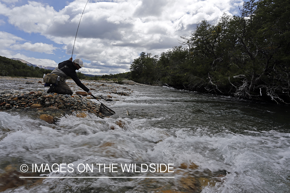 Flyfisherman fighting with trout.