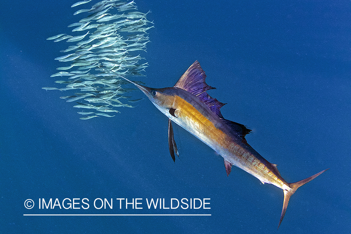 Atlantic sailfish hunting bait fish in open ocean.