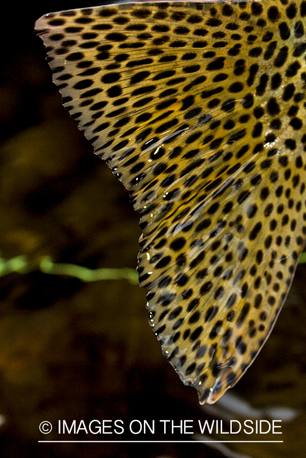 Rainbow trout tail.