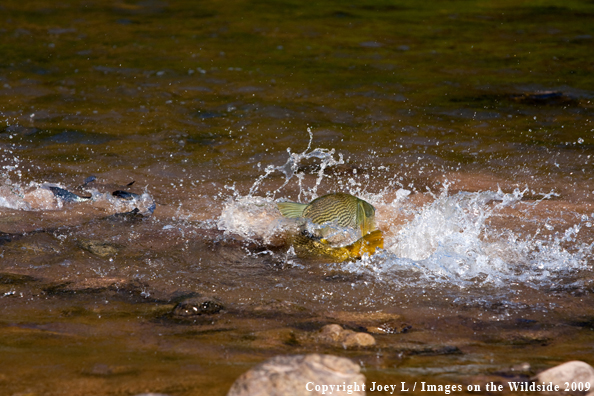 Golden Dorado fighting