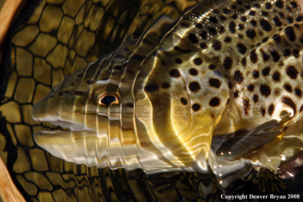 Brown Trout in habitat