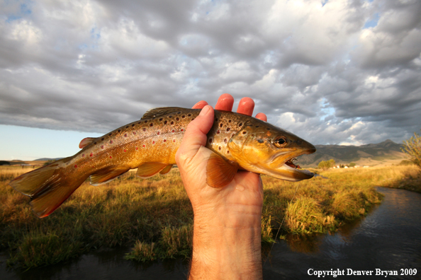 Flyfisherman with brown trout