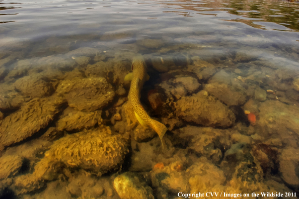 Brown trout in water. 