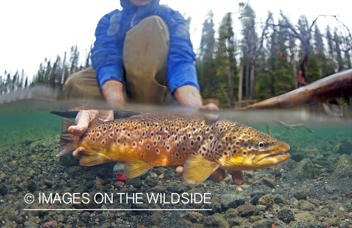 Split-level image of flyfisherman releasing brown trout.