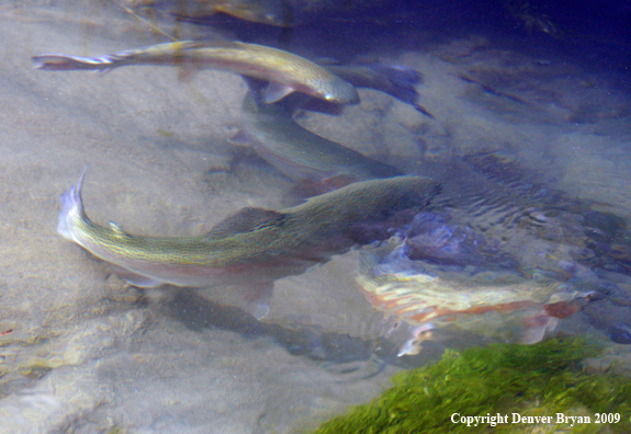 Rainbow Trout underwater 