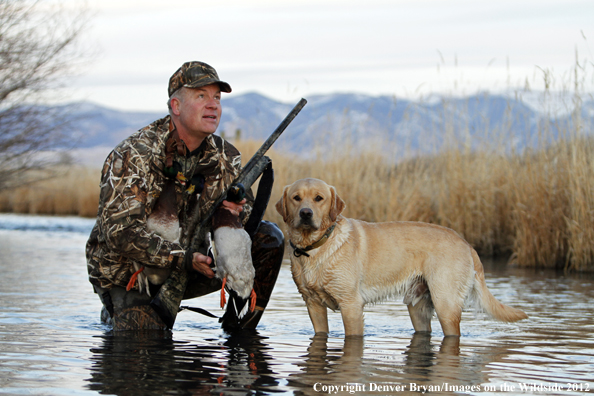 Duck hunter with bagged mallards and yellow labrador retriever. 