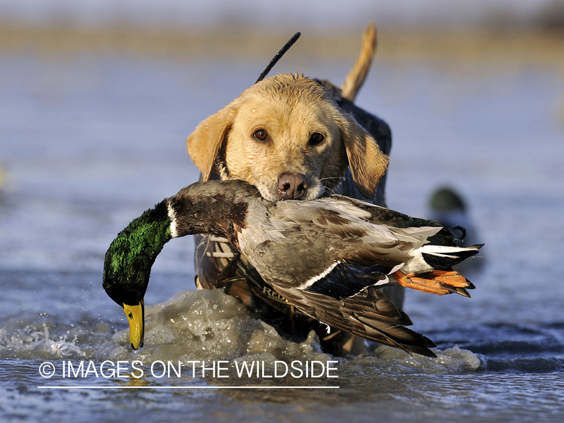 Yellow lab retrieving downed waterfowl.