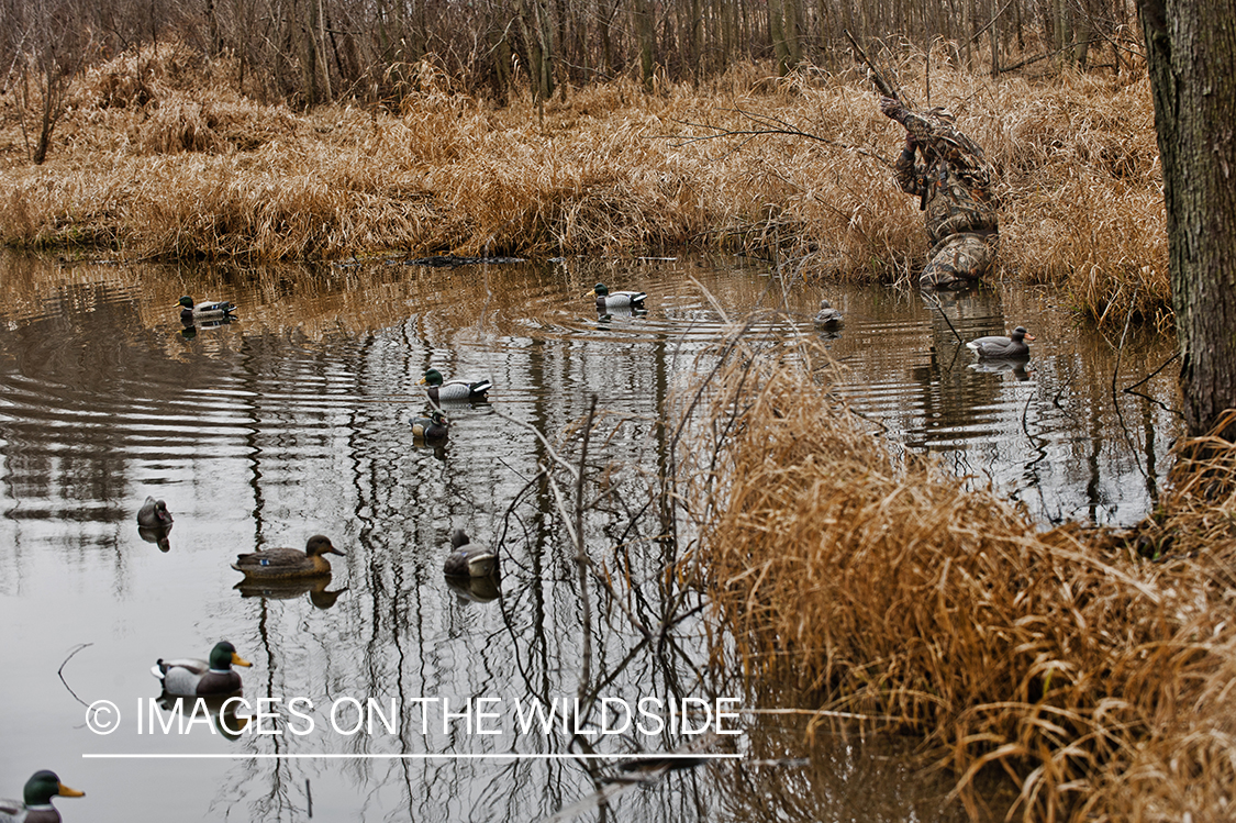 Waterfowl hunter taking aim in wetlands.