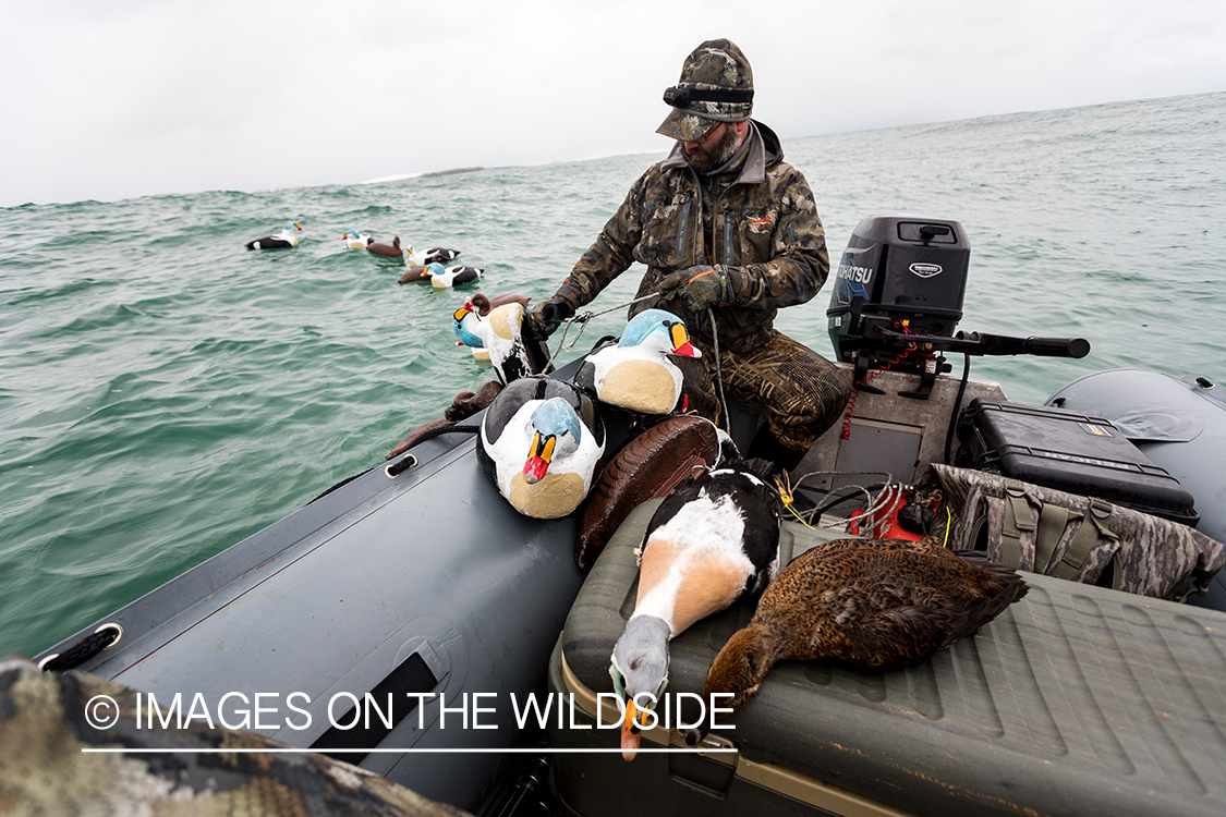 King Eider and Long-tailed duck hunting in Alaska, hunter pulling in King Eider decoys.