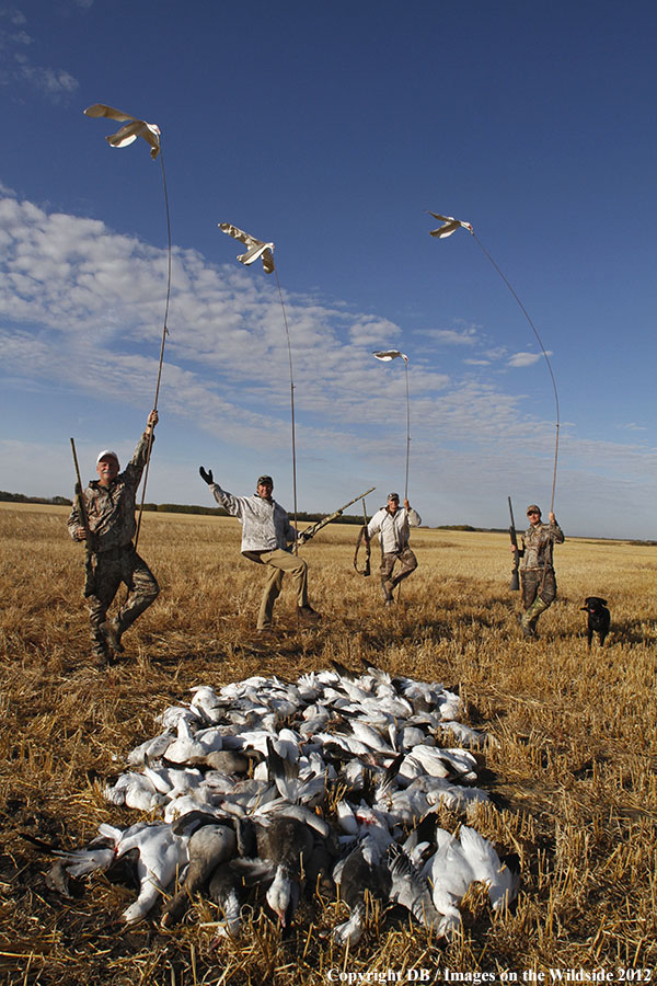 Snow goose hunters with bagged geese.