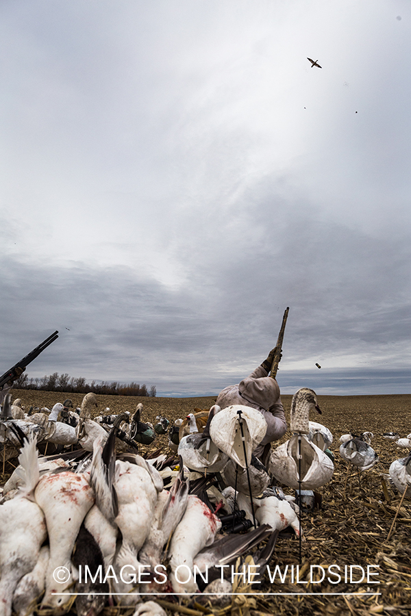 Hunters shooting geese.