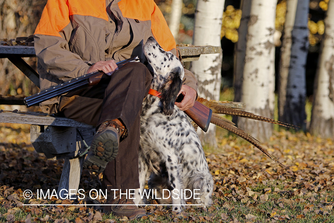 Hunter with English Setter in autumn.