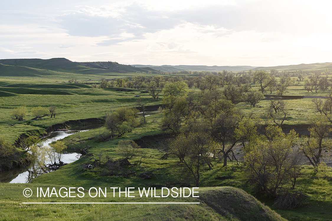 North-Eastern Montana landscape.