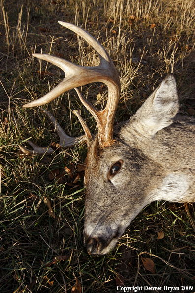 Hunter-Killed whitetail buck.