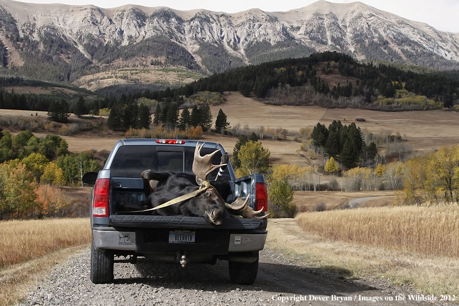 Downed bull moose in bed of truck.