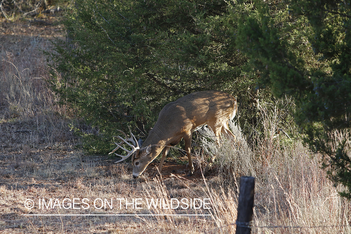 White-tailed buck in field.