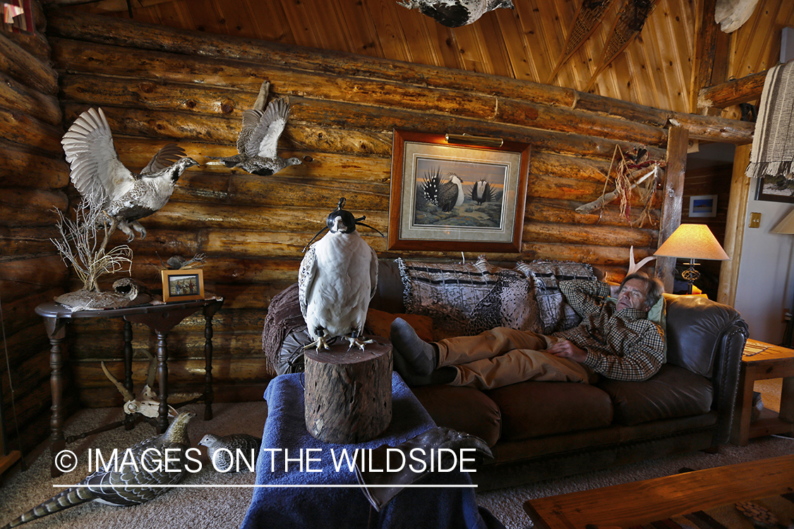 Falconer lounging in cabin with hooded gyr falcon.