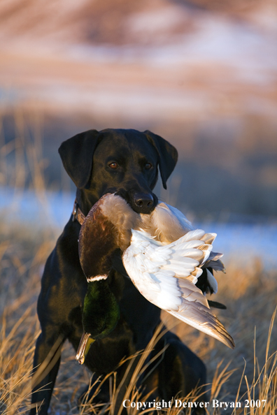 Black Labrador with retrieved Mallard