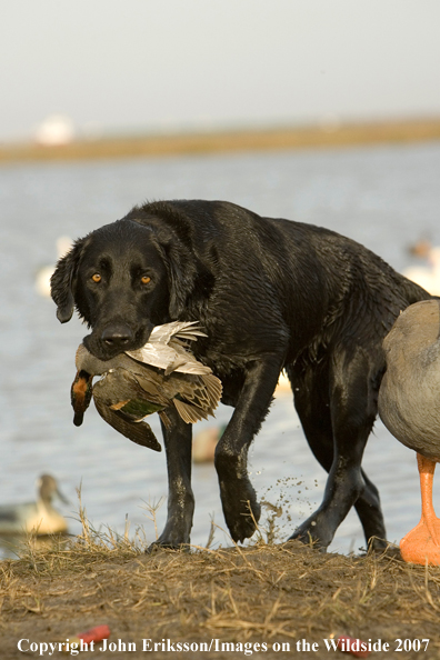 Black labrador Retriever with retrieved duck