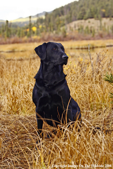 Black Labrador Retriever