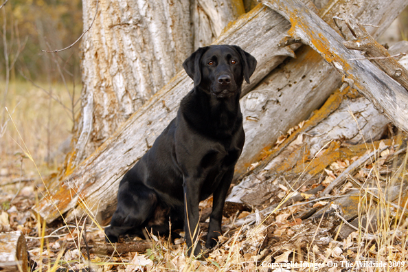 Black Labrador Retriever