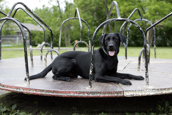 Black Labrador Retriever 