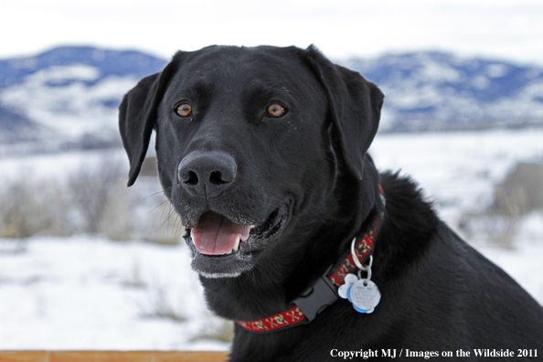 Black Labrador Retriever in winter. 