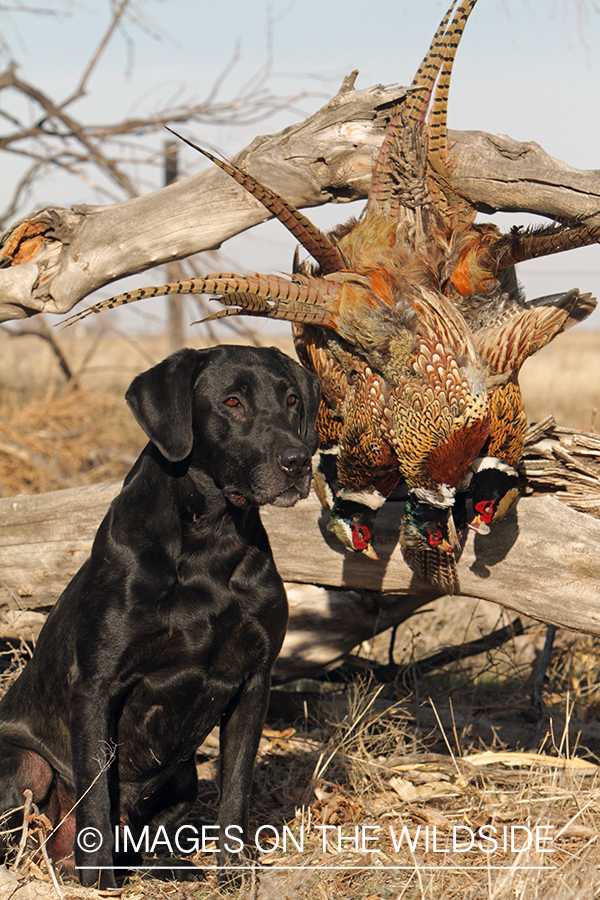 Black Labrador Retriever with downed pheasants.