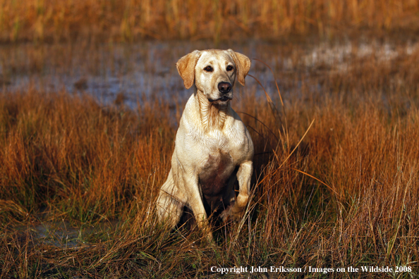 Yellow Labrador Retriever in field