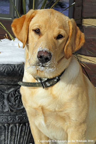 Yellow Labrador Retriever 