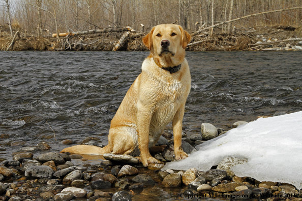 Yellow Labrador Retriever along river