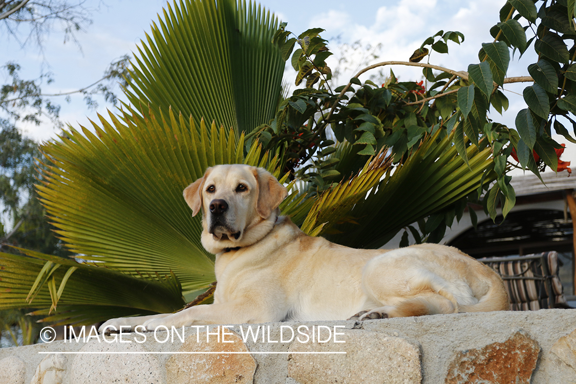 Yellow lab laying on cobblestones.