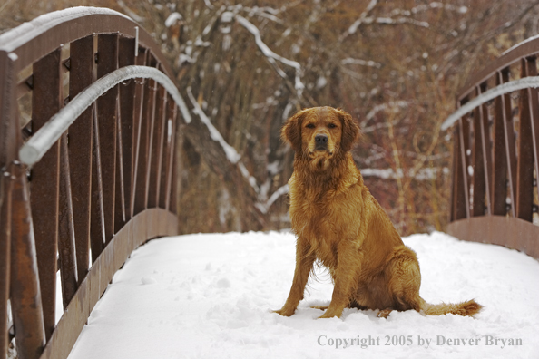 Golden Retriever on snow-covered bridge.