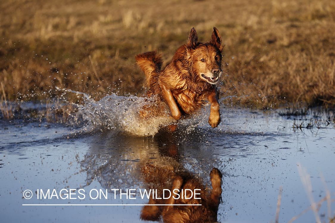 Golden Retriever leaping into water.