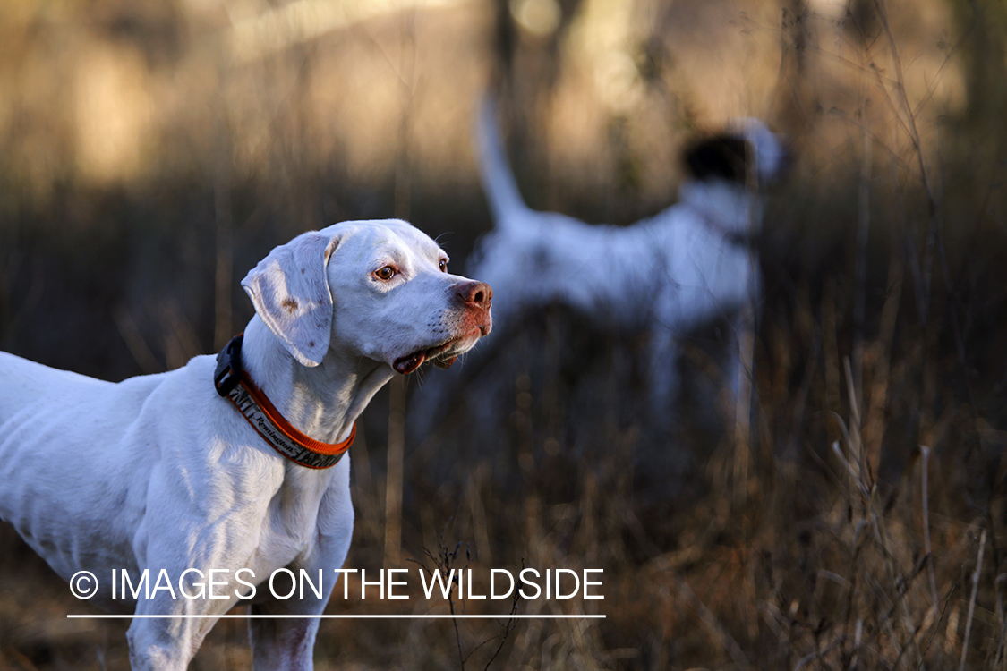 English pointers on bobwhite quail hunt.