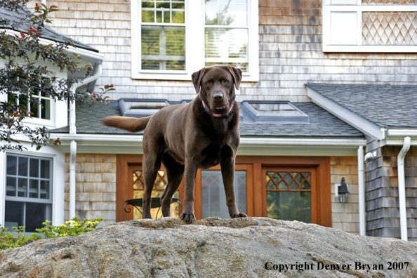 Chocolate Labrador Retriever