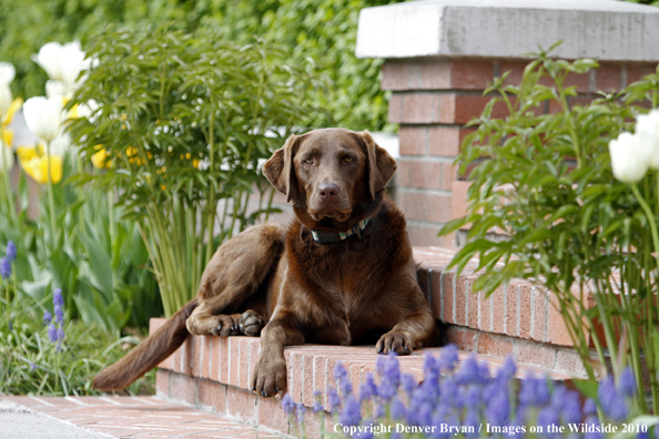 Chocolate Labrador Retriever