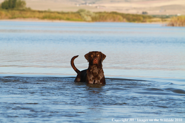 Chocolate Labrador Retriever