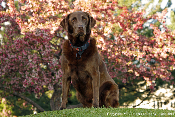 Chocolate Labrador Retriever.