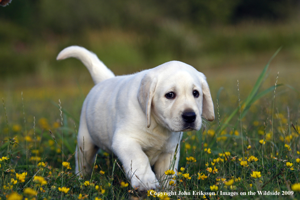 Yellow Labrador Retriever puppy in field