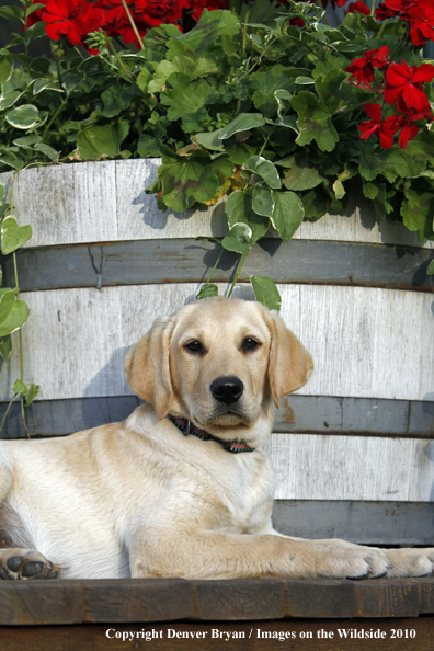 Yellow Labrador Retriever Puppy