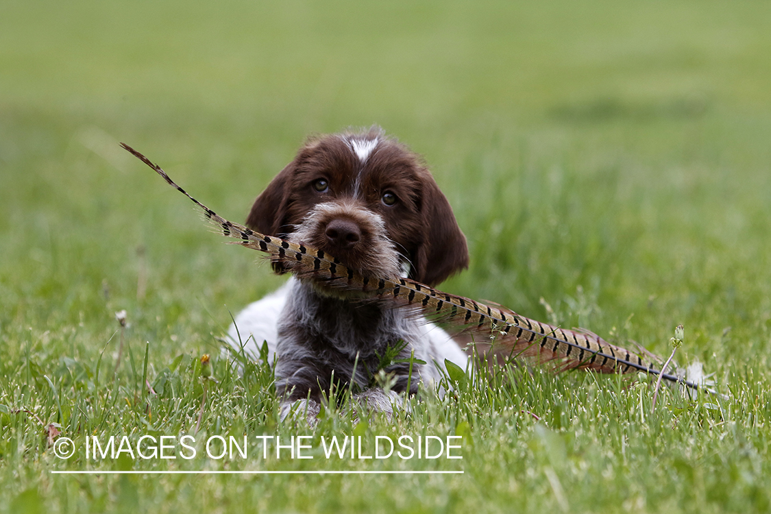 Wirehaired pointing griffon puppy with pheasant feather.