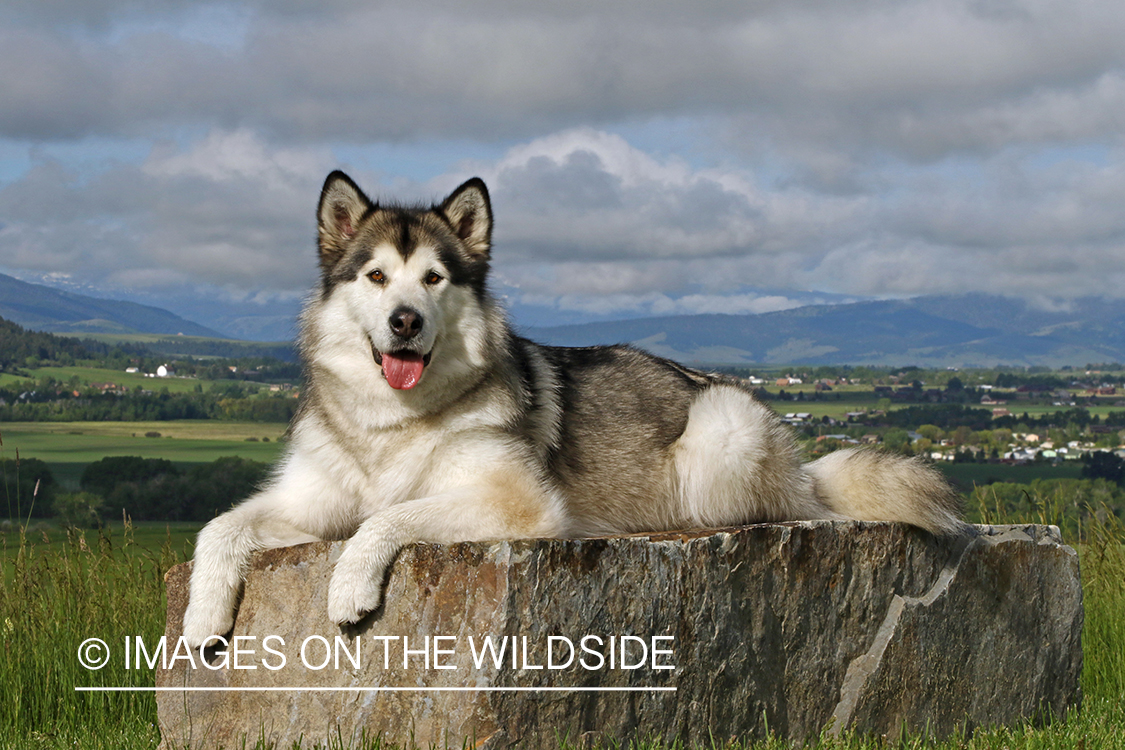 Alaskan Malamute on rock.