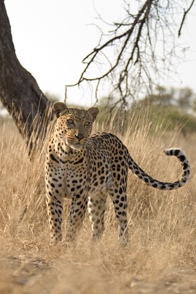 Leopard in habitat. Africa