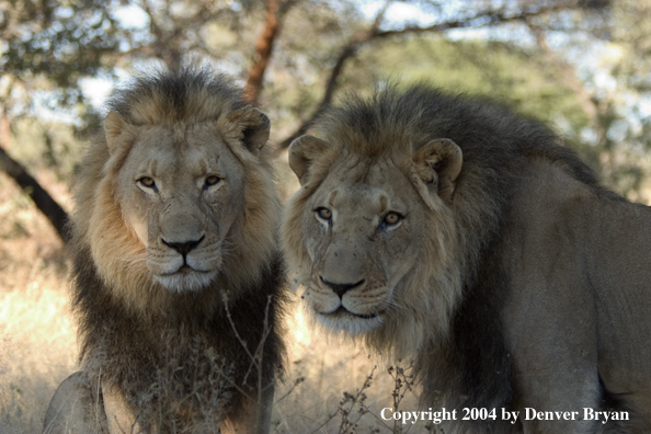 Male African lions in habitat. Africa