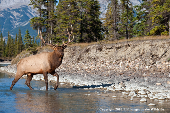 Rocky mountain elk in habitat.