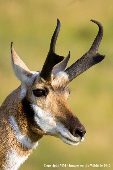 Pronghorn Antelope in habitat