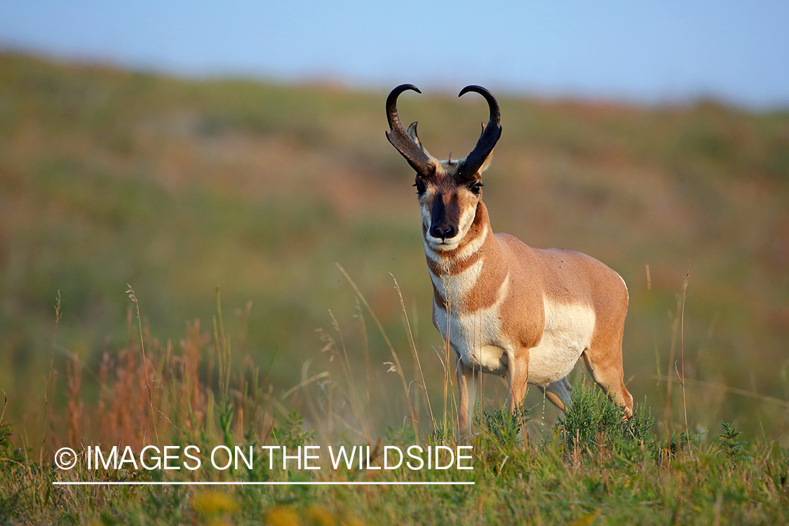 Pronghorn antelope in field.