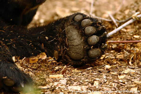 Black Bear paw