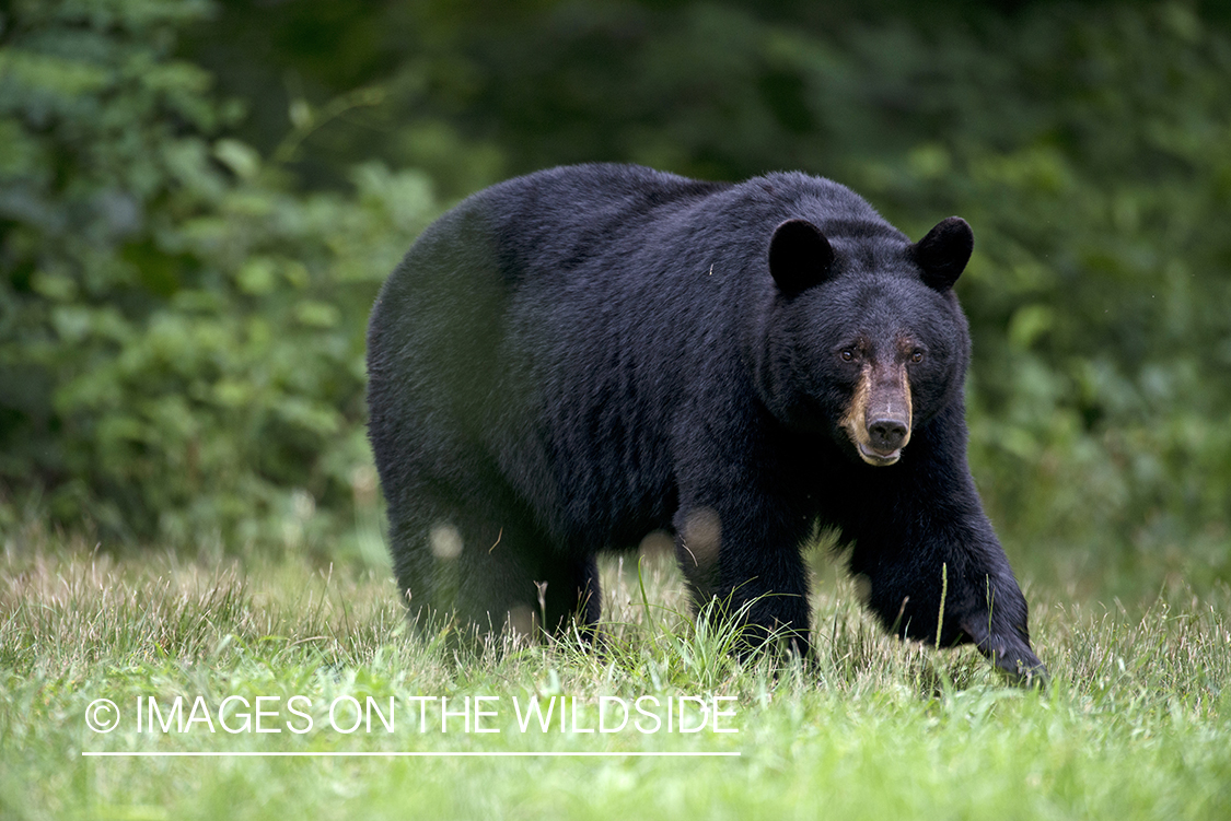 Black Bear in habitat.